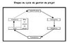 Cycle du projet - FAO - © FAO